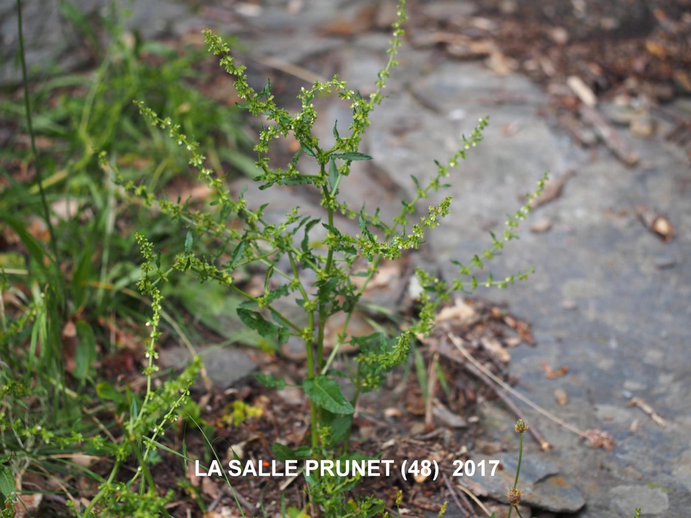 Dock, Fiddle plant